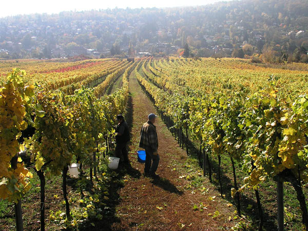 2006-11-06_Weinlese_12
