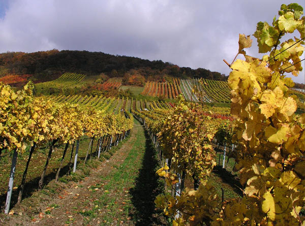 2006-11-06_Weinlese_14