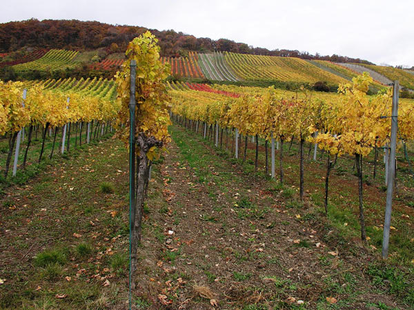 2006-11-06_Weinlese_25