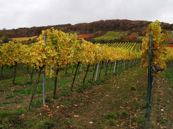 2006-11-06_Weinlese_26