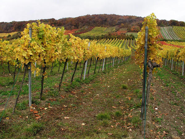 2006-11-06_Weinlese_27