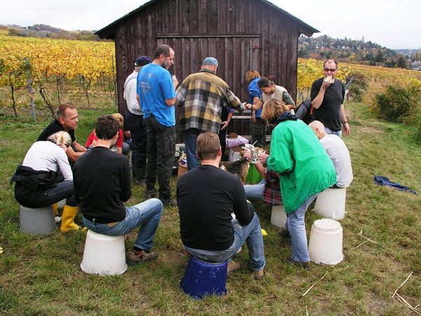 2006-11-06_Weinlese_28