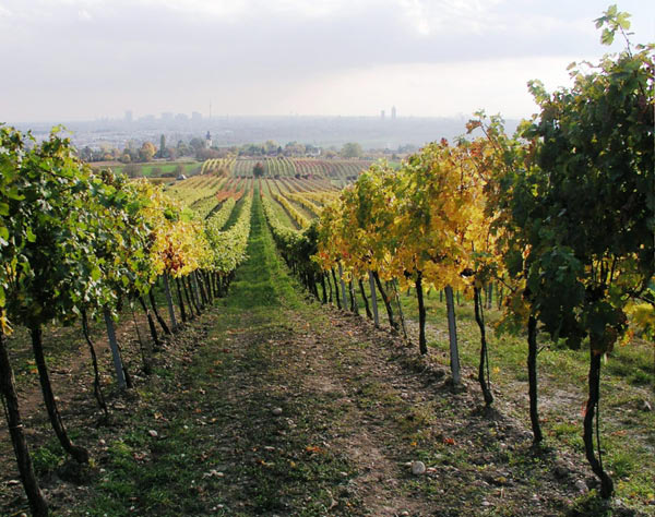 2006-11-06_Weinlese_54