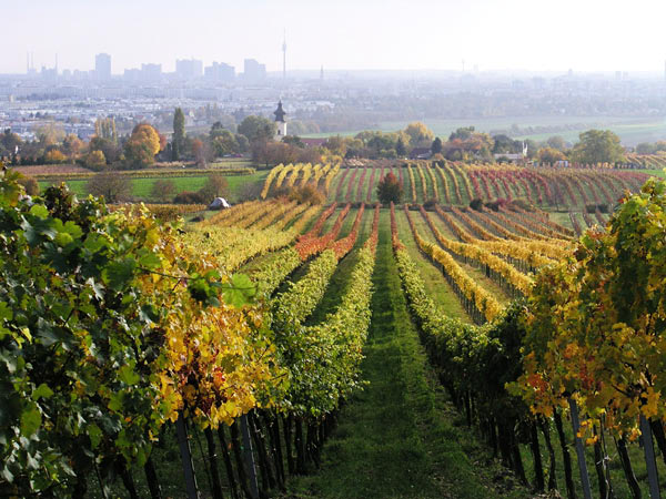 2006-11-06_Weinlese_55