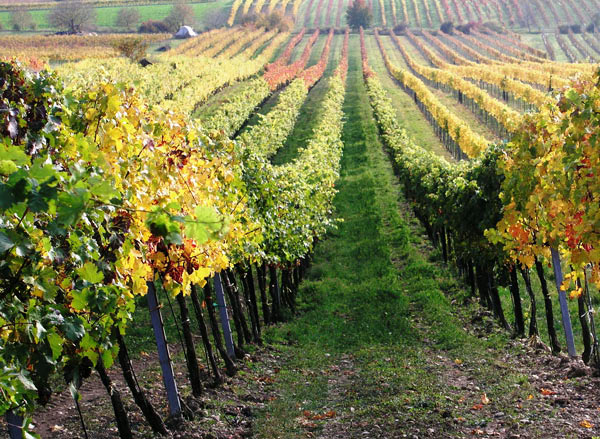 2006-11-06_Weinlese_56