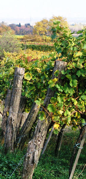 2006-11-06_Weinlese_57