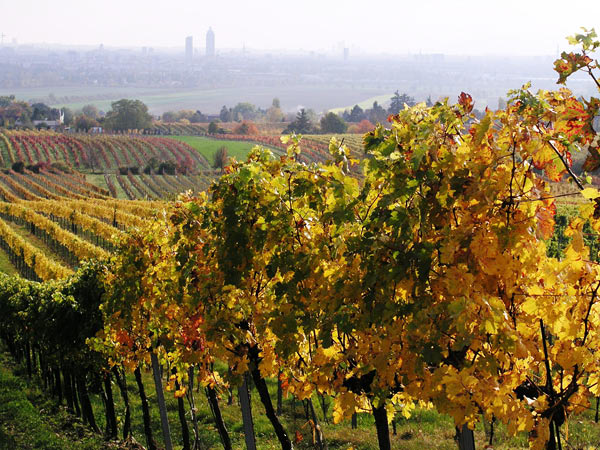 2006-11-06_Weinlese_59