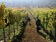 2006-11-06_Weinlese_08