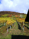 2006-11-06_Weinlese_13