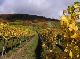 2006-11-06_Weinlese_14