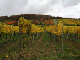 2006-11-06_Weinlese_24