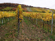 2006-11-06_Weinlese_25