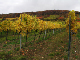 2006-11-06_Weinlese_26