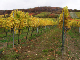 2006-11-06_Weinlese_27