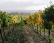 2006-11-06_Weinlese_54