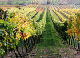 2006-11-06_Weinlese_56