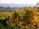 2006-11-06_Weinlese_59