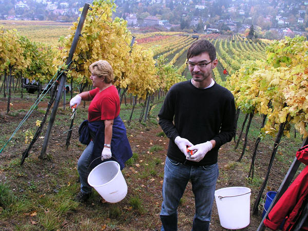 2006-11-06_Weinlese_02