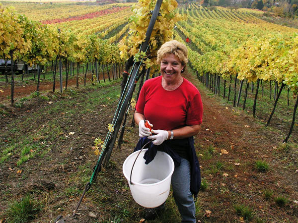 2006-11-06_Weinlese_06