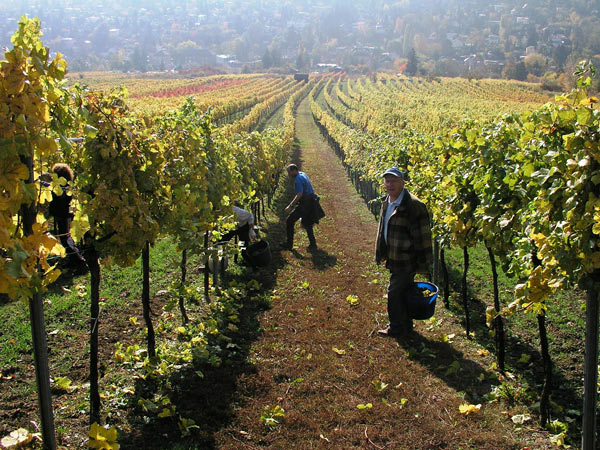 2006-11-06_Weinlese_08
